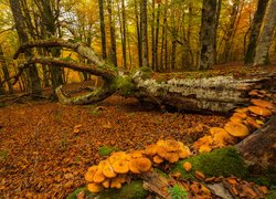 Hiszpania, Kraj Basków, Jesień, Las, Drzewa, Omszały, Pień, Grzyby, Liście