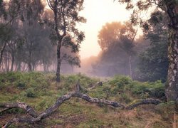 Anglia, Hrabstwo Derbyshire, Park Narodowy Peak District, Las, Jesień, Mgła