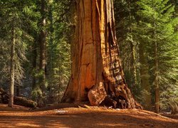 Park Narodowy Kings Canyon, Las, Drzewa, Sekwoja, Stan Kalifornia, Stany Zjednoczone