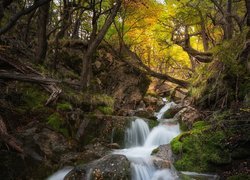 Argentyna, Patagonia, Prowincja Santa Cruz, Park Narodowy Los Glaciares, Las, Powalone, Drzewa, Kamienie, Rzeka