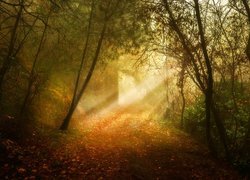 Las w promieniach słońca jesienną porą