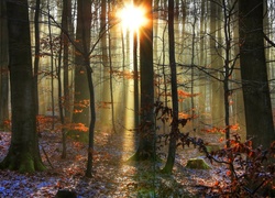 Las, Jesień, Promienie, Słońca, Śnieg