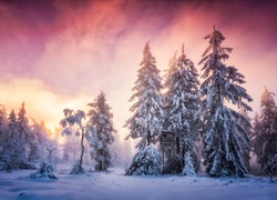 Niemcy, Schwarzwald, Badenia-Wirtembergia, Zima, Zachód słońca, Ośnieżone, Świerki, Las