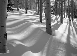 Las w śniegu