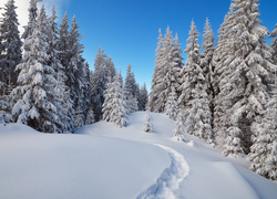 Las w zimowym krajobrazie i ślady wydeptane na śniegu
