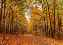 Las, Pożółkłe, Drzewa, Liście, Ścieżka, Jesień