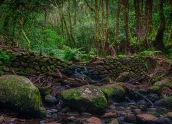 Las wawrzynolistny, Drzewa, Paprocie, Kamienie, Omszałe, La Gomera, Wyspy Kanaryjskie, Hiszpania