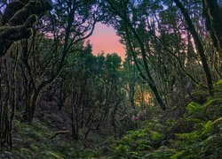 Las wawrzynolistny w Parku Narodowym Garajonay na wyspie La Gomera
