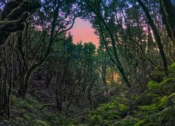 Hiszpania, Wyspy Kanaryjskie, Wyspa La Gomera, Park Narodowy Garajonay, Las wawrzynolistny, Drzewa, Paprocie