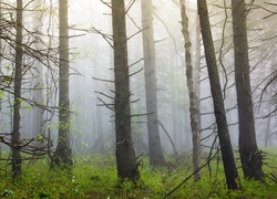 Las, Drzewa, Mgła