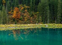 Las wokół jeziora Herzsee w Austrii