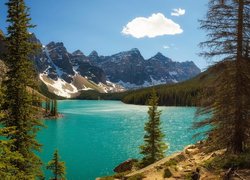 Las wokół jeziora Moraine Lake