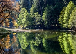Stany Zjednoczone, Stan Kalifornia, Park Narodowy Yosemite, Rzeka, Las, Odbicie, Drzewa