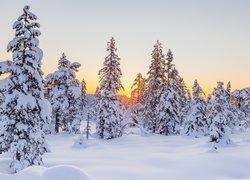 Las, Śnieg, Drzewa, Świerki, Zima, Zachód słońca