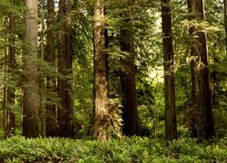 Stany Zjednoczone, Stan Kalifornia, Park Narodowy Redwood, Drzewa, Las, Paprocie