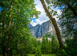 Las z widokiem na góry w Parku Narodowym Yosemite