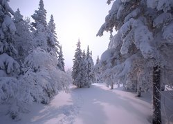 Las zasypany śniegiem