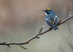 Gałązka, Ptak, Lasówka, Myrtle warbler