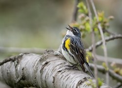 Lasówka - Myrtle warbler