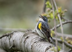 Ptak, Lasówka, Myrtle warbler, Gałąź