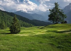Góry, Dolomity, Drzewa, Łąki Armentara, Trydent-Górna Adyga, Włochy
