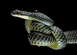 Latający wąż chrysopelea