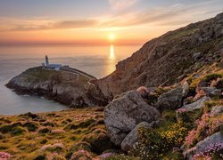 Walia, Wyspa South Stack, Latarnia morska South Stack Lighthouse, Morze Irlandzkie, Skały, Wschód słońca, Kwiaty