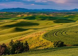 Lato, Wzgórza, Drzewa, Łąki, Pola, Region Palouse, Whitman County, Stan Waszyngton, Stany Zjednoczone