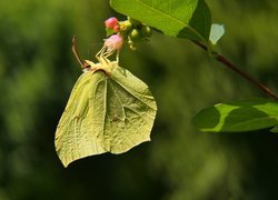 Latolistek cytrynek na kwiatku