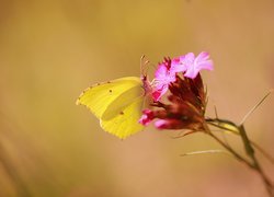 Latolistek cytrynek na różowym kwiatku