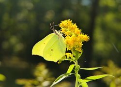 Latolistek cytrynek na żółtym kwiatku