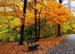Jesień, Drzewa, Park, Ławeczka