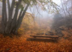 Jesień, Drzewa, Liście, Mgła, Ławeczka