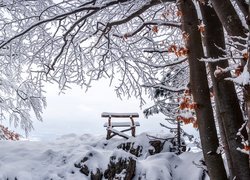 Drzewa, Ławeczka, Zima
