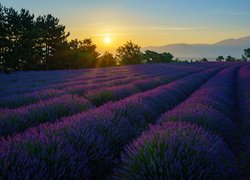 Francja, Prowansja, Valensole, Lawenda, Drzewa, Góry, Wschód słońca