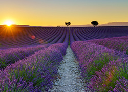 Francja, Prowansja, Valensole, Pole, Lawenda, Zachód słońca, Drzewa