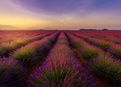 Lawendowe pole we francuskiej miejscowości Valensole