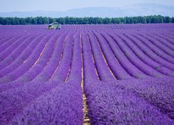 Pole, Lawenda, Valensole, Prowansja, Francja