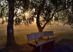 Ławka i drzewa na zamglonym polu o poranku