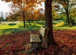 Park, Jesień, Opadłe, Liście, Ławka, Drzewa