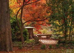 Park, Kolorowe, Drzewa, Ławka, Jesień
