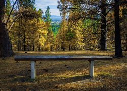 Ławka na szlaku turystycznym w Montanie z widokiem na dolinę Bitterroot