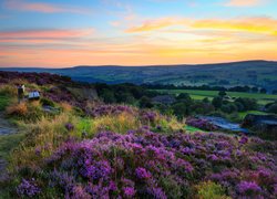 Anglia, Zachodnie Yorkshire, Norland Moor, Ławka, Przyroda, Kwiaty, Wrzosowisko, Wrzosy