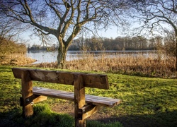 Anglia, Bolam Lake Country Park, Jezioro Bolam, Drzewa, Ławka, Trzciny