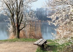 Ławka nad rzeką pod kwitnącym drzewem