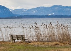 Ławka obok wysokiej trawy nad jeziorem