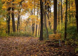 Park, Drzewa, Ławka, Jesień, Liście