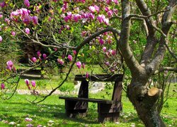 Ławka pod drzewem magnolii