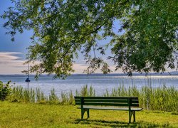 Ławka pod drzewem na brzegu jeziora