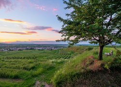 Ławka pod drzewem z widokiem na winnice w Kaiserstuhl